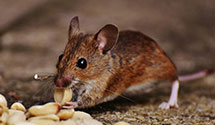 24 Hour & Emergency Exterminators in Damascus, OH